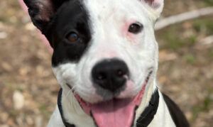 Get a Pet of the Week: May, Looking for Love and...