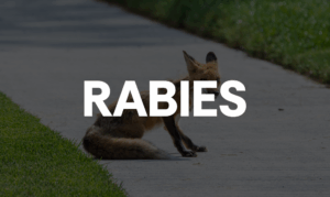 Peachtree City kid bit by rabid fox treated in time