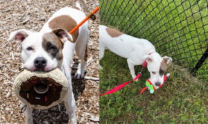 Get a Pet of the Week Kiersten: Sweet, Smart, an...