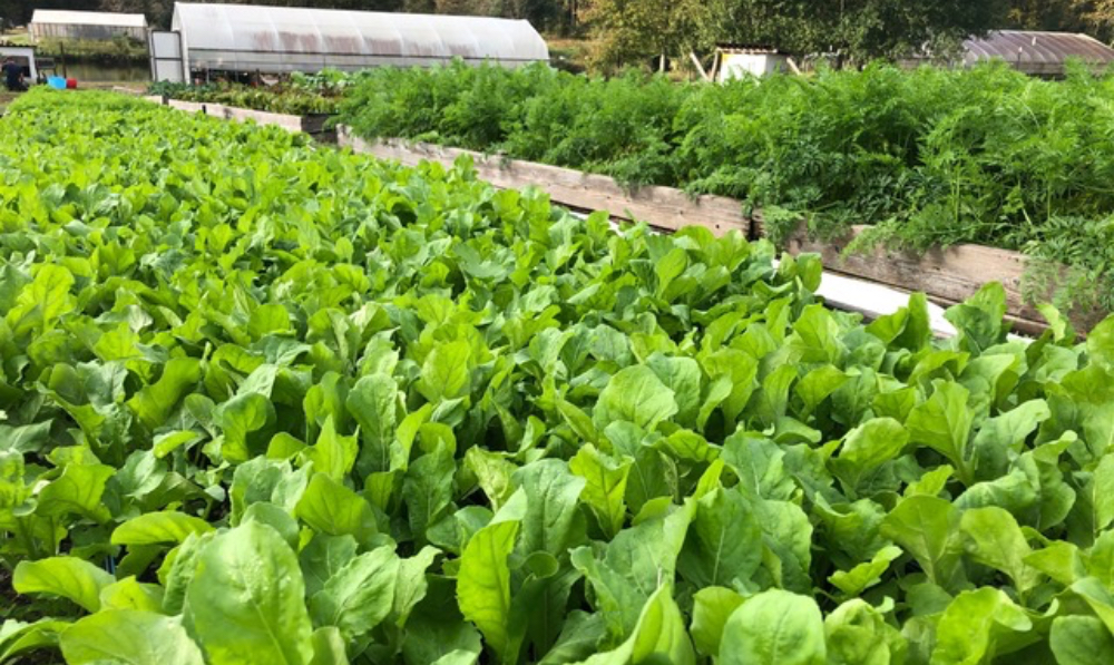 The Eating Chambers introduces 180 Degree Farm