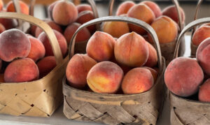 Still Time for Peaches – Short Day Trip to Gregg...