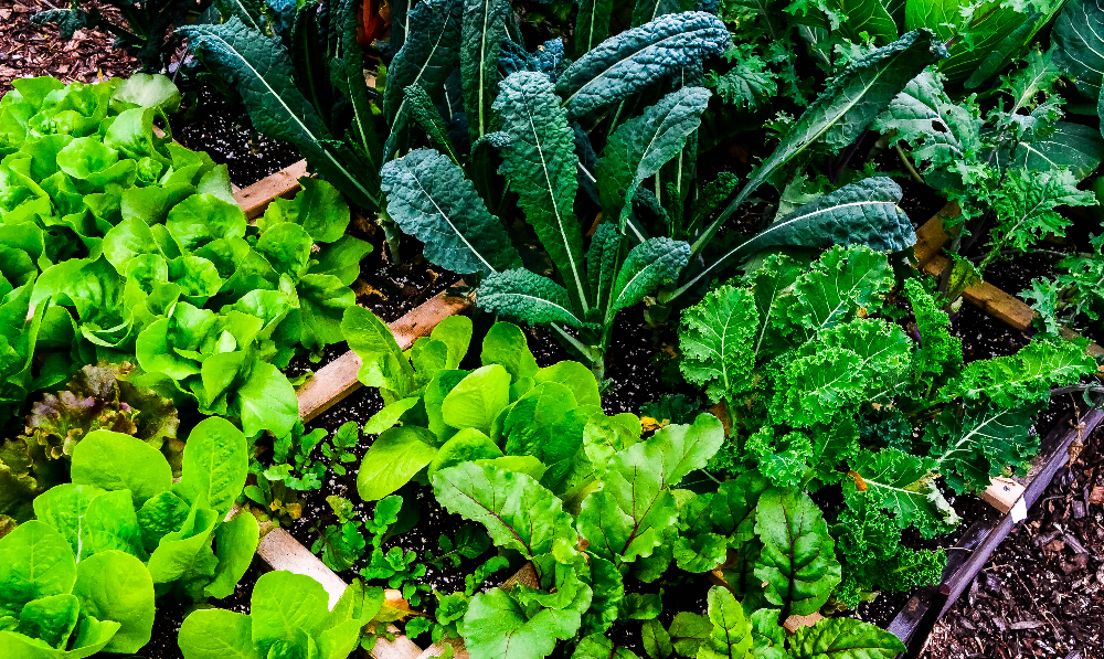 The Rewards of Seed Saving