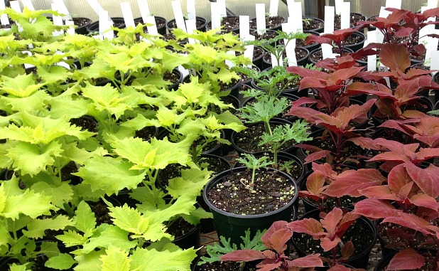 Coweta gardeners ready for big plant sale