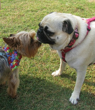 Man’s best friend ready to fight cancer