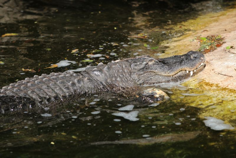 Gator spotted in south Peachtree City