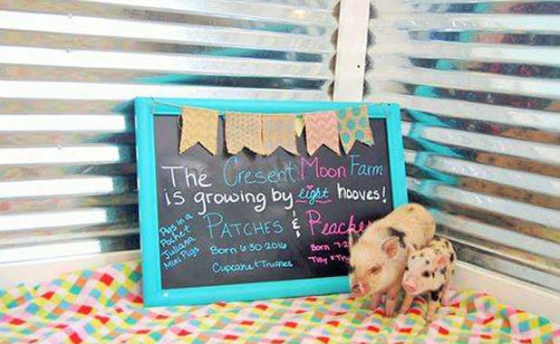 Say hello to the chief’s pigs: Patches and...