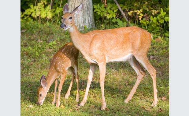 Deer death sentences on hold?