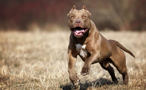 Man fires 3 shots at PTC pit bull attacking woma...