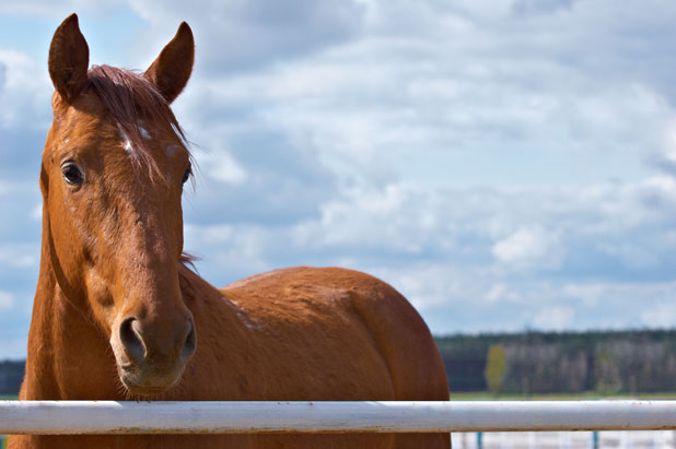 Is a public horse park in Inman’s future?