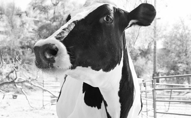 PTC Council saves city’s first Chick-fil-A location