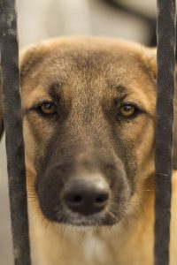 Senoia, Coweta County sign agreement on animal c...