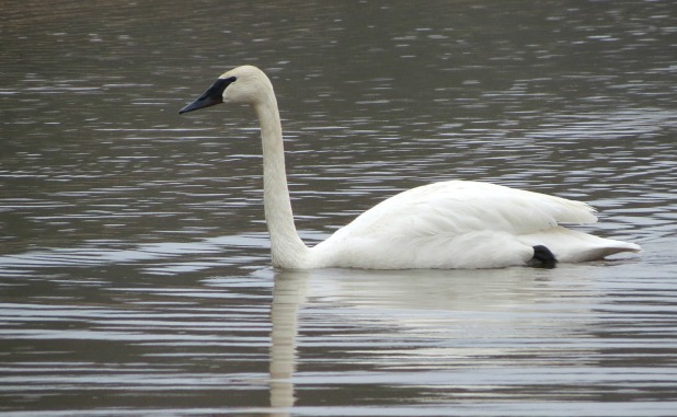 Swan makes rare appearance at Lake Peachtree